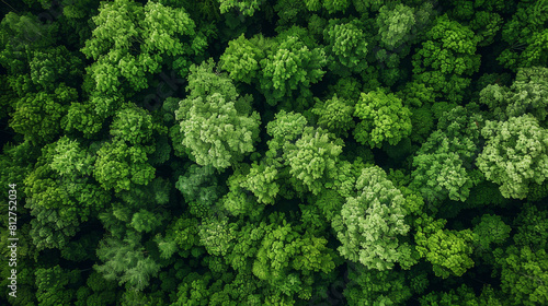 A breathtaking aerial view of a dense forest with a mix of trees and clearings.