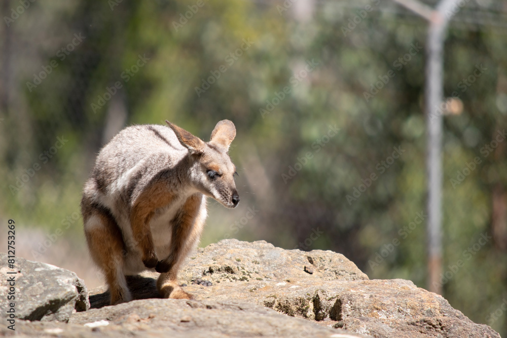 Naklejka premium The Yellow-footed Rock-wallaby is brightly coloured with a white cheek stripe and orange ears. It is fawn-grey above with a white side-stripe, and a brown and white hip-stripe.