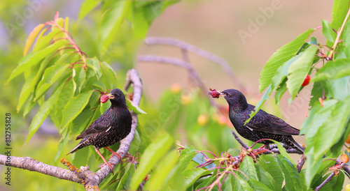A pair of starlings with gifts for the chicks, including a sandwich, among the green leaves on the branch.