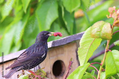A starling near the birdhouse is preparing to meet the chicks..