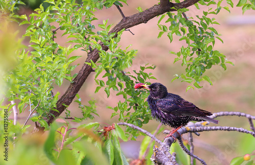 A starling holds a mulberry fruit in its beak against the background of unabi branches...