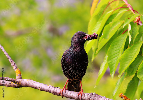 A starling sits on a branch and holds a mulberry in its beak..