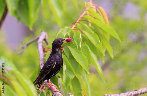 A starling with a sandwich in its beak, with mulberry fruit and a bug...