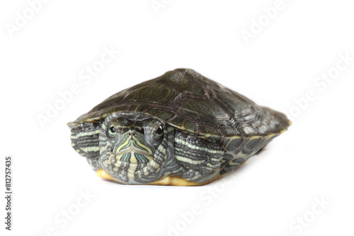 Red-eared turtle isolated on white background. photo