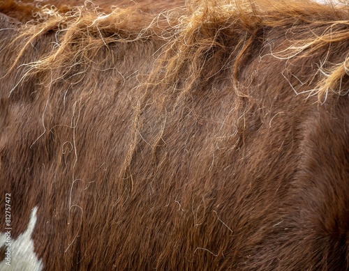 cow fur hair texture close up