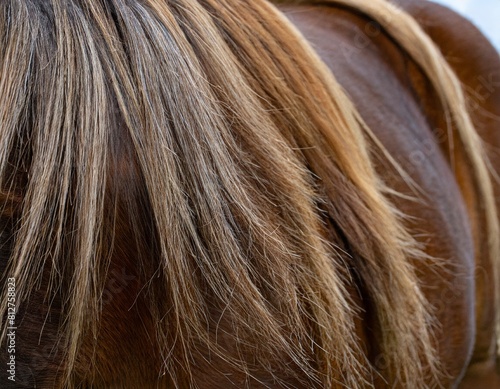 horse fur hair texture close up
