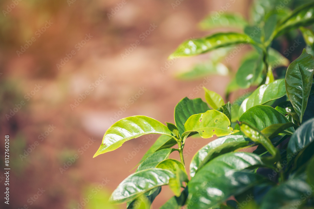 Obraz premium Banner Agriculture Green coffee tree growing berry bean plant. Coffee tree farm growth in eco organic garden. Panorama Fresh coffee bean green leaf bush berry plant arabica garden with copy space