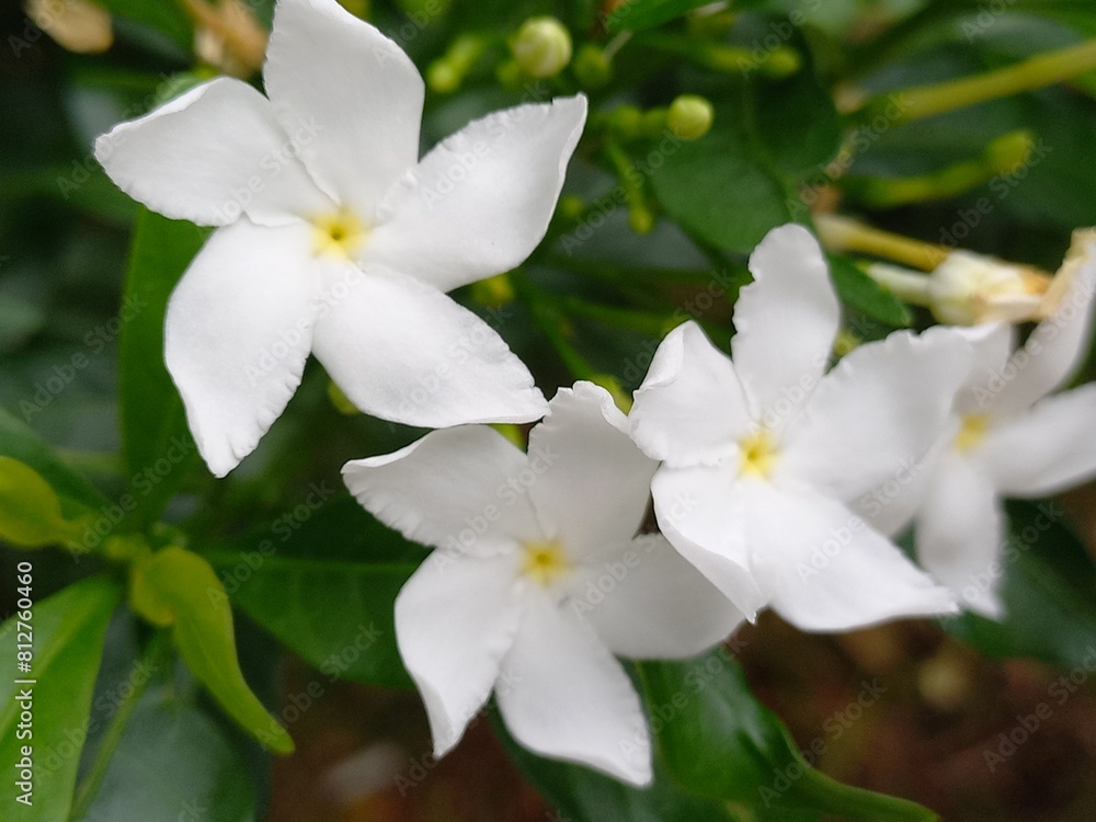 Fototapeta premium white flowers of a tree