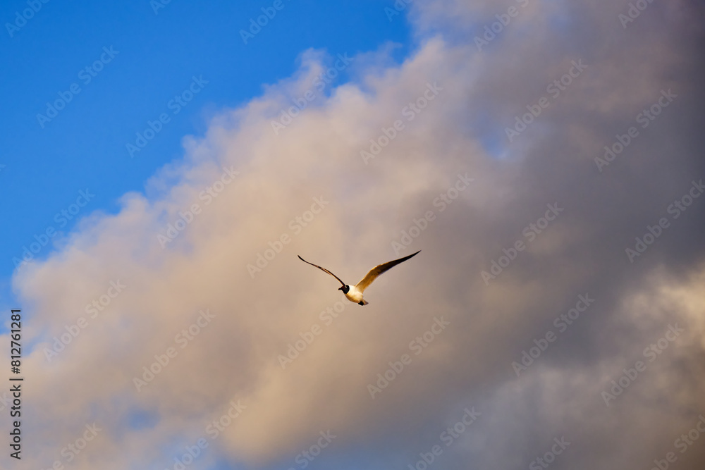 Laughing gull in flight against a cloudy background at dawn Laughing gull in flight against a cloudy background at dawn
