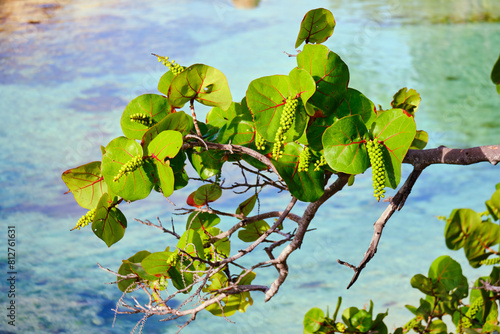 Seagrape plant in the morning sunlight full of fruit photo