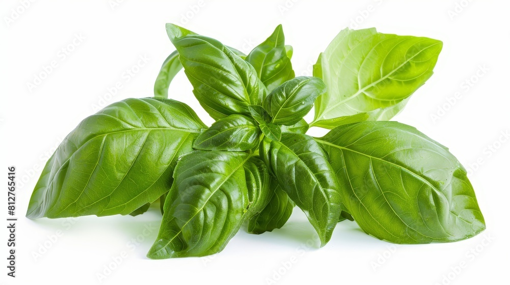 Basil isolated on white background Basil isolated on white background