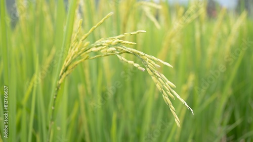 A close up of a rice plant