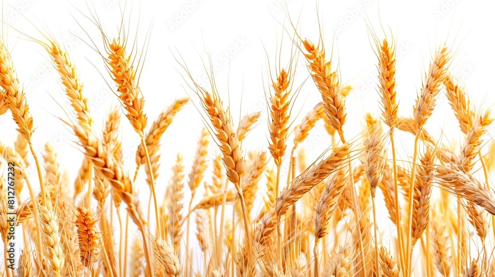 Organic Golden Wheat Ears in Sunlight - Ideal for Eco-Friendly Farming and Bread Production Concepts Organic Golden Wheat Ears in Sunlight - Ideal for Eco-Friendly Farming and Bread Production Concepts