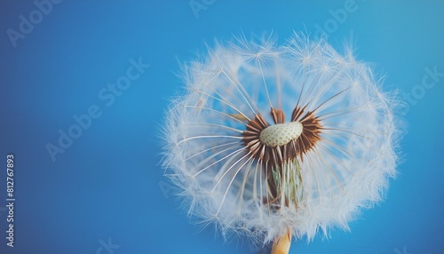 close up of dandelion on the blue background