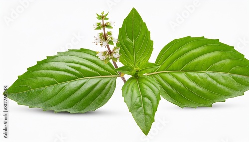 sweet thai basil isolated png file photo