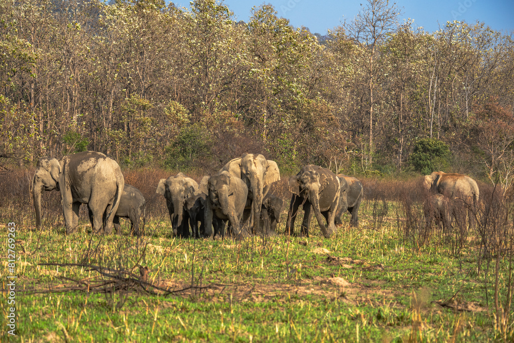 Fototapeta premium Asian elephant. Elephas maximus A tusked male Asian elephant in Bandipur National Park, Karnataka, India in the west, Nepal in the north, Sumatra in the south, and to Borneo in the east