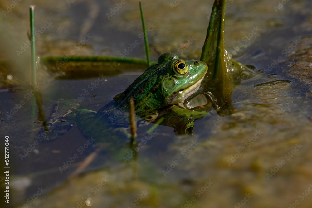 Green toad sit in the algae on the marshy lake 