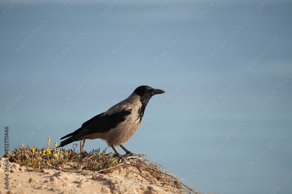 Fototapeta premium crow on a rock