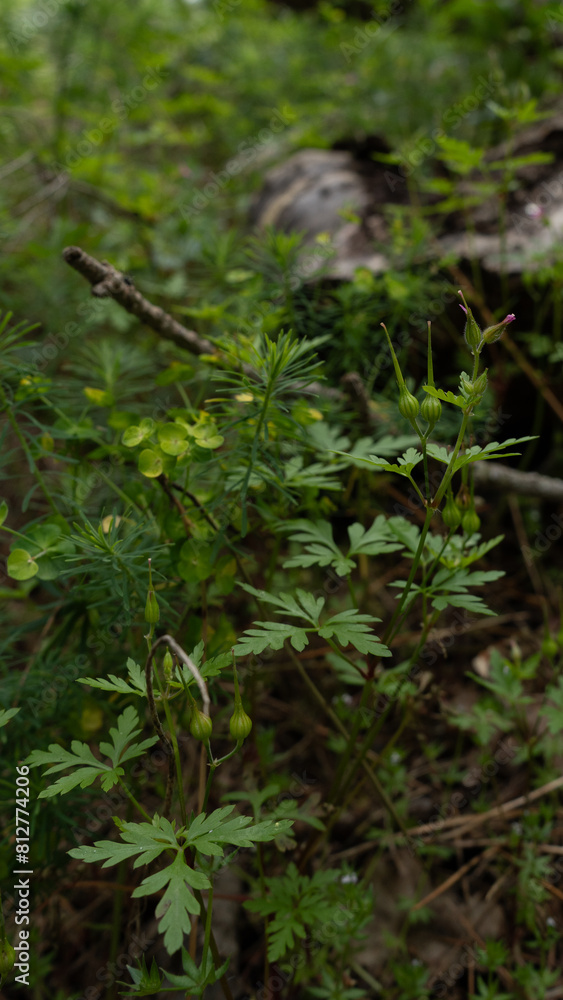 Wild geranium buds and Euphorbia in the forest Wild geranium buds and Euphorbia in the forest