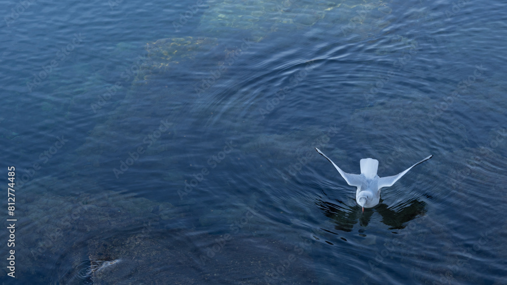 Fototapeta premium Seagull with open wings observes what is under the surface of the water