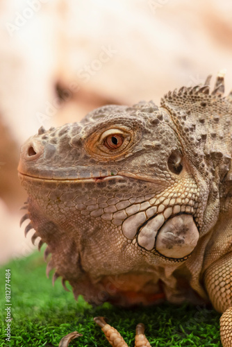 Vertical shot of a Green Iguana  Iguana Iguana    close up