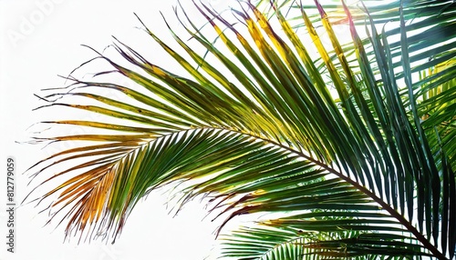 tropical palm leaf isolated on white background coconut leaves for summer background