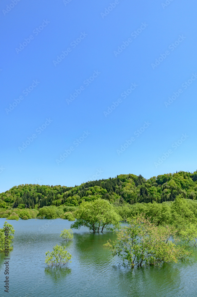 Fototapeta premium 白川湖 青空と残雪と新緑の水没林 