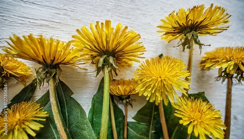 luxury floral oil painting gold dandelions on white background generative ai