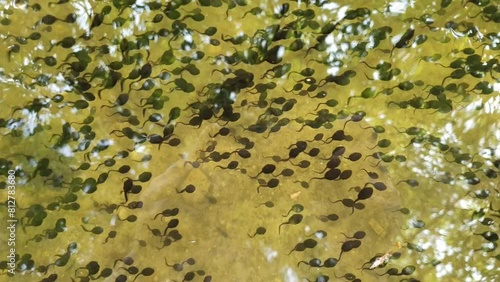 Swarming tadpoles in the pond. Rana temporaria aka European Common Frog babies.	
 photo