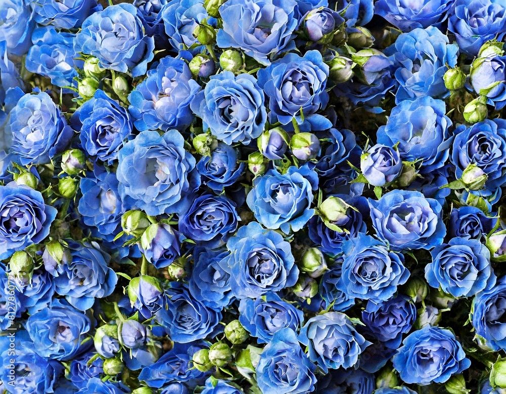 Obraz premium many small red pink yellow black white roses blossoms full screen close-up texture