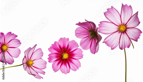 flying pink flowers isolated on transparent background cutout