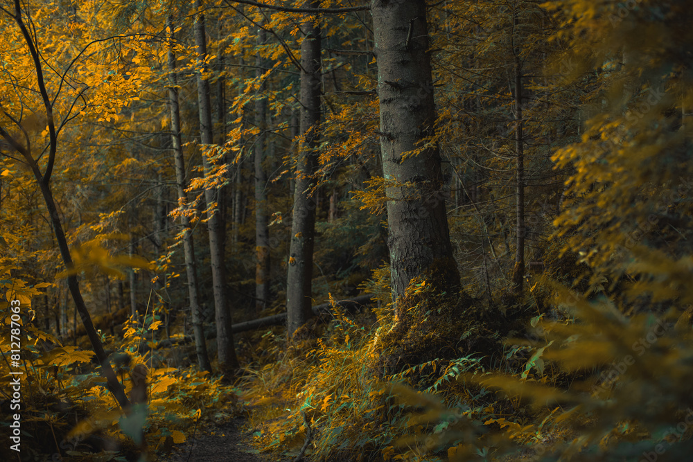 October forest atmospheric landscape vivid orange and yellow natural environment space