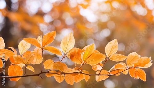 beautiful soft background with orange leafs
