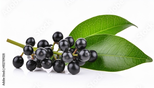 twig of ligustrum with green leaves and black berries isolated on white or transparent background