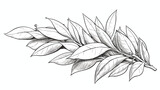 Branch of bay leaf with corns pepper vector hand dr