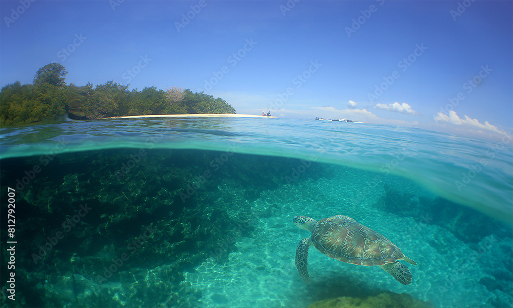 Obraz premium a sea turtle on a beach in the caribbean sea