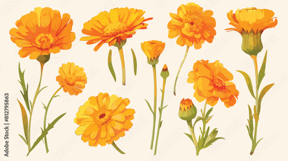 Calendula or marigold one flower hand drawn. Beauti