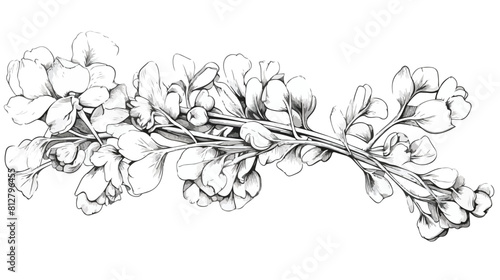 Canola pods on a branch. Botanical vector illustrat
