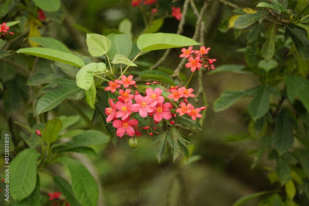 Close-up of Jatropha integerrima flower blooming on a tree Close-up of Jatropha integerrima flower blooming on a tree