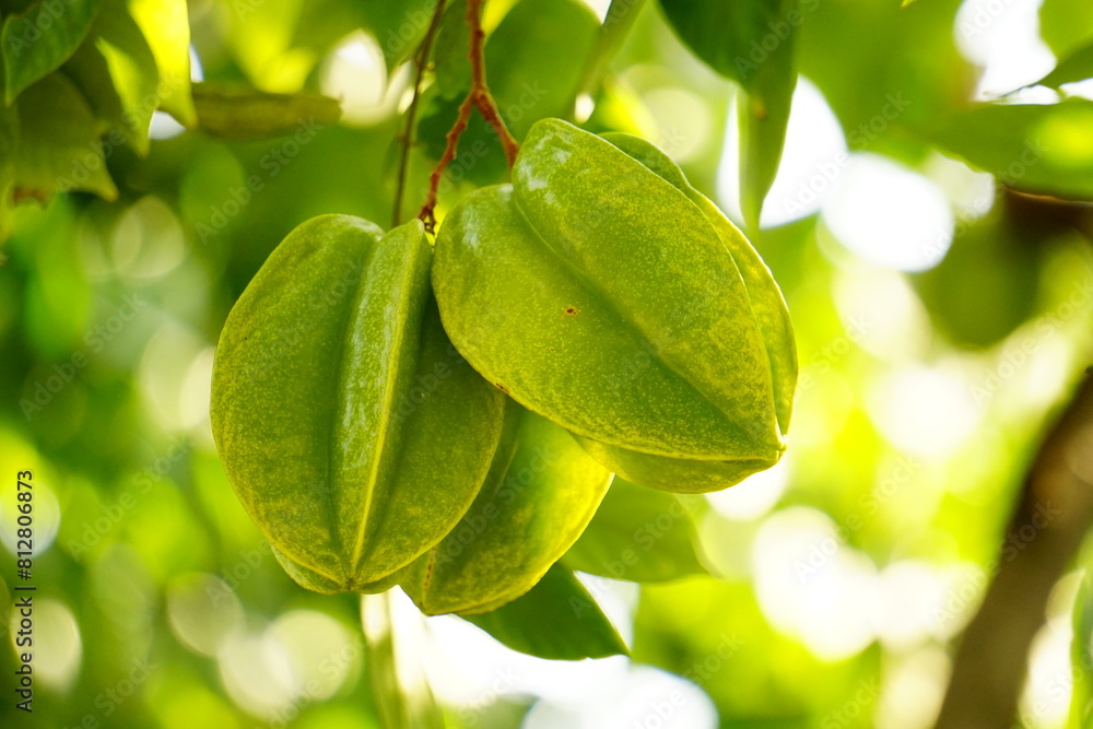 Close-up of Averrhoa carambola fruit on the tree Close-up of Averrhoa carambola fruit on the tree
