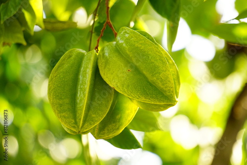 Close-up of Averrhoa carambola fruit on the tree photo