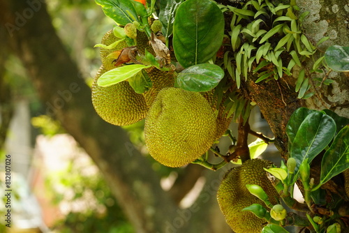 Close-up of jackfruit on the tree