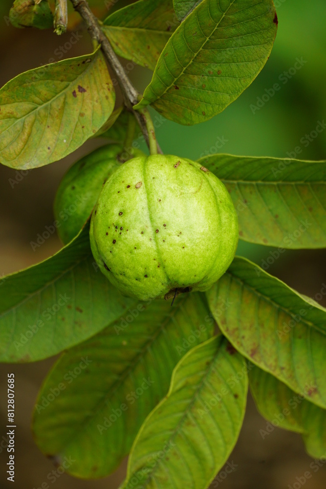 Close-up of guava fruit on tree Close-up of guava fruit on tree