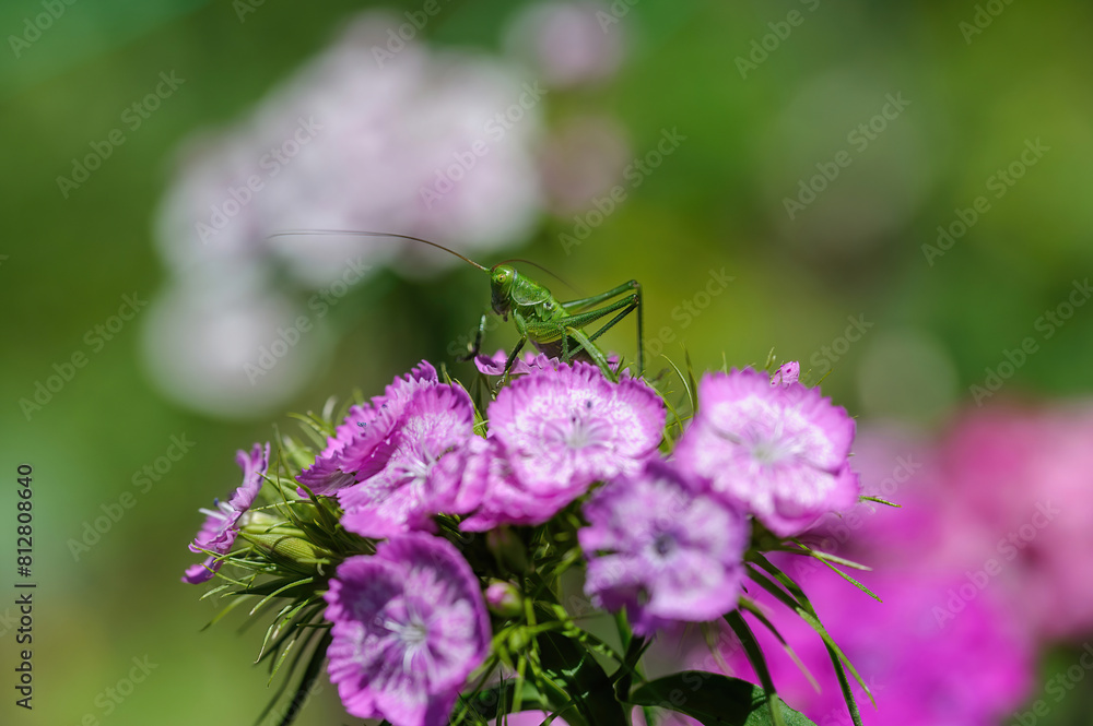 Close up of a speckled bush-cricket Leptophyes punctatissima Close up of a speckled bush-cricket Leptophyes punctatissima