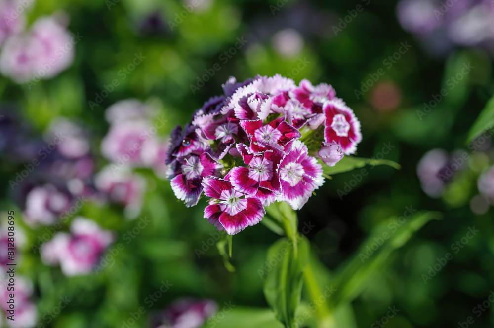 Close up view of Summer flowering Sweet William, Dianthus barbatus Close up view of Summer flowering Sweet William, Dianthus barbatus