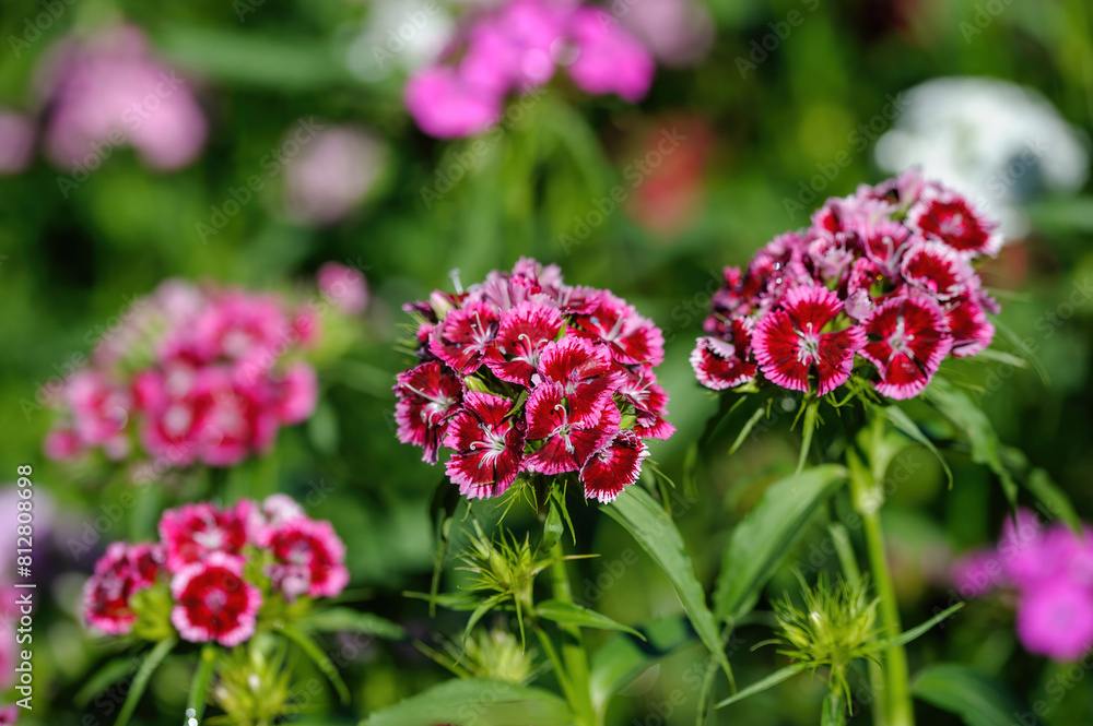 Close up view of Summer flowering Sweet William, Dianthus barbatus Close up view of Summer flowering Sweet William, Dianthus barbatus