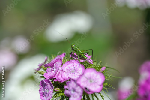 Close up of a speckled bush-cricket Leptophyes punctatissima photo