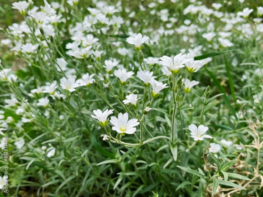white flowers Cerastium tomentosum (snow-in-summer) white flowers Cerastium tomentosum (snow-in-summer)