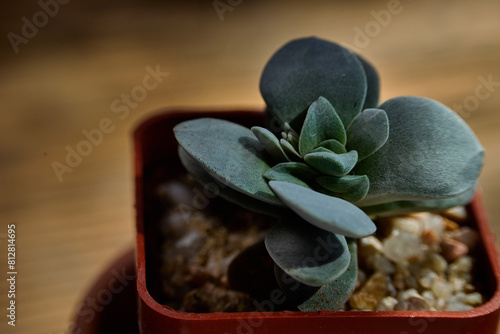 Crassula ‘Morgan’s Beauty’ stunning succulent in plastic pot. wwith blured background. photo