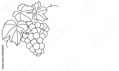 Bunch of grapes. Vine. Vector line drawing on white or transparent background. Grapevine